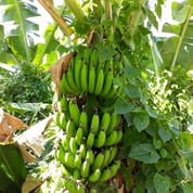 바나나나무