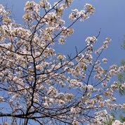 살아있는 벚꽃나무