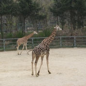 서울대공원 - 동물원