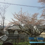 京都벚꽃거리1