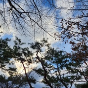 나무와 구름