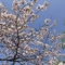 살아있는 벚꽃나무
