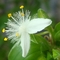 하얀 달개비꽃(鸭跖草）