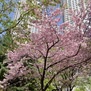 아직 피어있는 벚꽃나무