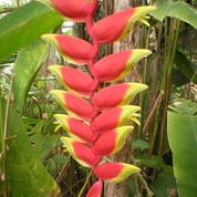 태평양섬나라 특이한 꽃