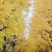 도쿄대 은행나무 잎~